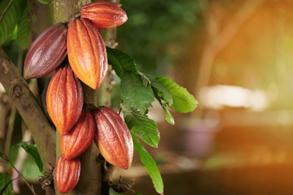 cacao5